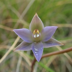 Thelymitra brevifolia at Cook, ACT - 23 Oct 2021