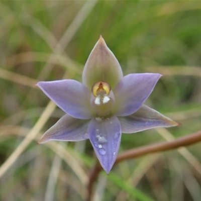 Thelymitra brevifolia (Short-leaf Sun Orchid) at Cook, ACT - 23 Oct 2021 by CathB