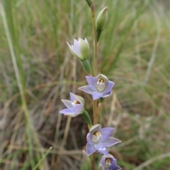 Thelymitra brevifolia at Cook, ACT - 23 Oct 2021