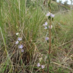 Thelymitra brevifolia at Cook, ACT - suppressed