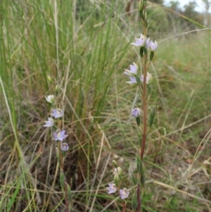 Thelymitra brevifolia at Cook, ACT - 23 Oct 2021
