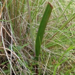 Thelymitra brevifolia at Cook, ACT - 23 Oct 2021