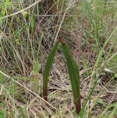 Thelymitra brevifolia at Cook, ACT - 23 Oct 2021