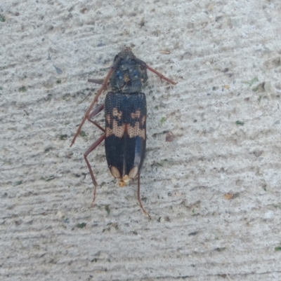 Phoracantha semipunctata (Common Eucalypt Longicorn) at Holder, ACT - 25 Oct 2021 by Miranda