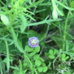 Vittadinia muelleri (Narrow-leafed New Holland Daisy) at Rendezvous Creek, ACT - 24 Oct 2021 by Tapirlord