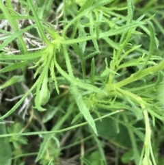 Vittadinia muelleri at Rendezvous Creek, ACT - 24 Oct 2021