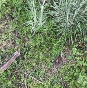 Vittadinia muelleri at Rendezvous Creek, ACT - 24 Oct 2021