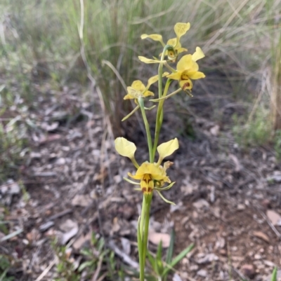 Diuris nigromontana (Black Mountain Leopard Orchid) at Black Mountain - 4 Oct 2021 by DGilbert