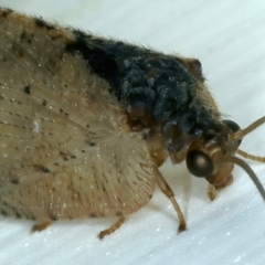 Drepanacra binocula (Notched brown lacewing) at Ainslie, ACT - 20 Oct 2021 by jbromilow50