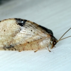 Drepanacra binocula at Ainslie, ACT - 20 Oct 2021