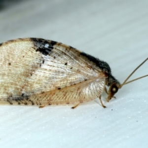 Drepanacra binocula at Ainslie, ACT - 20 Oct 2021