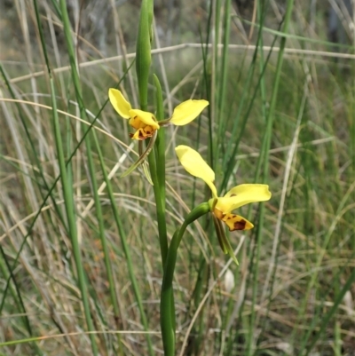 Diuris sulphurea (Tiger Orchid) at Mount Painter - 23 Oct 2021 by CathB