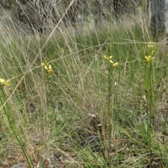 Diuris sulphurea at Cook, ACT - 23 Oct 2021