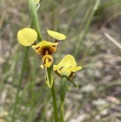 Diuris sulphurea (Tiger Orchid) at Molonglo Valley, ACT - 25 Oct 2021 by AJB