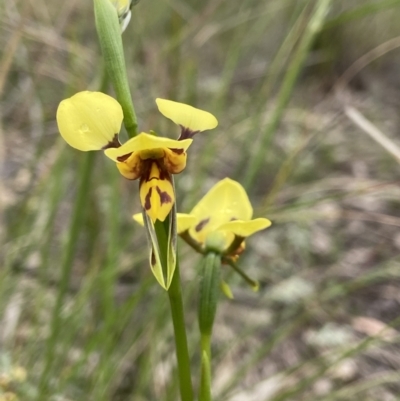 Diuris sulphurea (Tiger Orchid) at Block 402 - 25 Oct 2021 by AJB