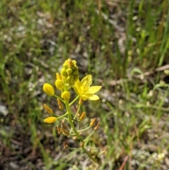 Bulbine bulbosa (Golden Lily) at Monitoring Site 063 - Road - 24 Oct 2021 by ChrisAllen