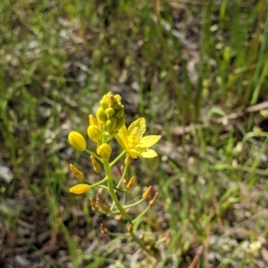 Bulbine bulbosa at Ettamogah, NSW - 24 Oct 2021