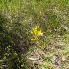 Bulbine bulbosa at Ettamogah, NSW - 24 Oct 2021