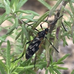 Gynoplistia sp. (genus) (Crane fly) at Rendezvous Creek, ACT - 24 Oct 2021 by Tapirlord