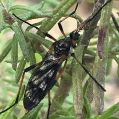 Gynoplistia sp. (genus) at Rendezvous Creek, ACT - 24 Oct 2021 09:24 AM