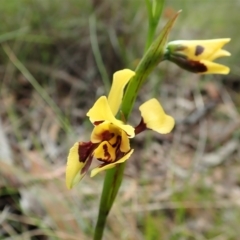 Diuris sulphurea (Tiger Orchid) at Mount Painter - 23 Oct 2021 by CathB