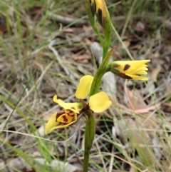 Diuris sulphurea at Cook, ACT - 23 Oct 2021