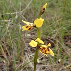 Diuris sulphurea at Cook, ACT - 23 Oct 2021