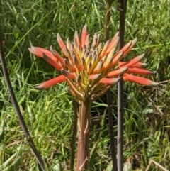 Aloe maculata (Broad-leaf Aloe) at Ettamogah, NSW - 24 Oct 2021 by ChrisAllen