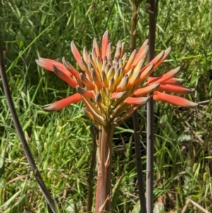 Aloe maculata at Ettamogah, NSW - 24 Oct 2021 03:01 PM