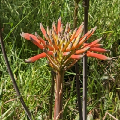 Aloe maculata (Broad-leaf Aloe) at Ettamogah, NSW - 24 Oct 2021 by ChrisAllen