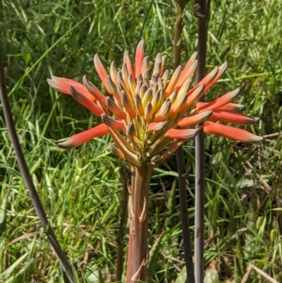 Aloe maculata (Broad-leaf Aloe) at Albury - 24 Oct 2021 by ChrisAllen