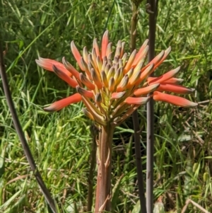 Aloe maculata at Ettamogah, NSW - 24 Oct 2021