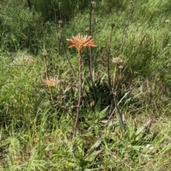 Aloe maculata at Ettamogah, NSW - 24 Oct 2021