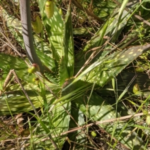 Aloe maculata at Ettamogah, NSW - 24 Oct 2021