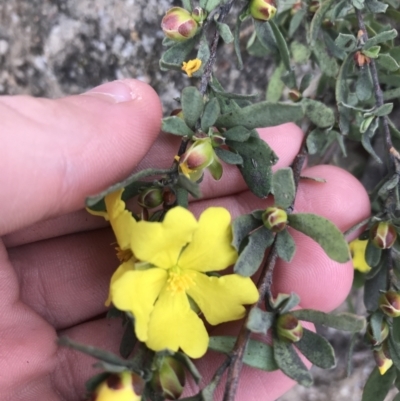 Hibbertia obtusifolia (Grey Guinea-flower) at Rendezvous Creek, ACT - 24 Oct 2021 by Tapirlord