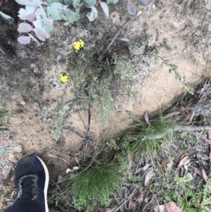 Hibbertia obtusifolia at Rendezvous Creek, ACT - 24 Oct 2021
