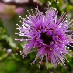 Kunzea parvifolia (Violet Kunzea) at Bruce, ACT - 25 Oct 2021 by Kurt