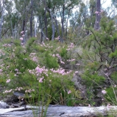 Kunzea parvifolia at Bruce, ACT - 25 Oct 2021 01:47 PM