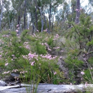 Kunzea parvifolia at Bruce, ACT - 25 Oct 2021