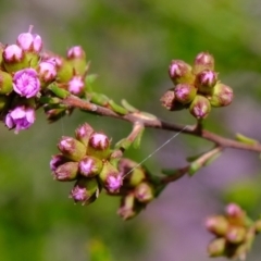 Kunzea parvifolia at Bruce, ACT - 25 Oct 2021 01:47 PM