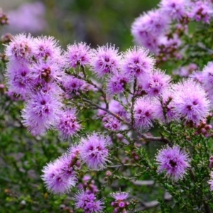 Kunzea parvifolia at Bruce, ACT - 25 Oct 2021 01:47 PM