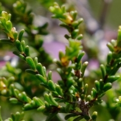 Kunzea parvifolia at Bruce, ACT - 25 Oct 2021