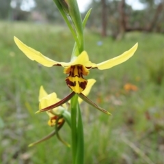 Diuris sulphurea (Tiger Orchid) at Mount Painter - 23 Oct 2021 by CathB