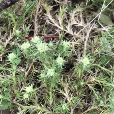 Scleranthus diander (Many-flowered Knawel) at Rendezvous Creek, ACT - 24 Oct 2021 by Tapirlord
