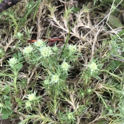 Scleranthus diander (Many-flowered Knawel) at Namadgi National Park - 23 Oct 2021 by Tapirlord