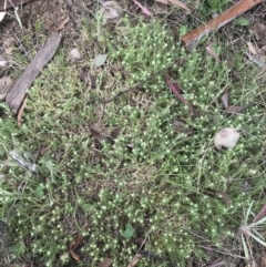 Scleranthus diander at Rendezvous Creek, ACT - 24 Oct 2021