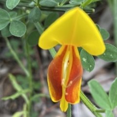 Cytisus scoparius subsp. scoparius (Scotch Broom, Broom, English Broom) at Hughes Grassy Woodland - 25 Oct 2021 by KL