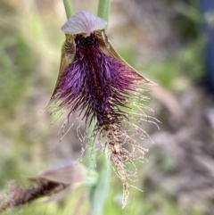 Calochilus platychilus (Purple Beard Orchid) at Block 402 - 25 Oct 2021 by AJB