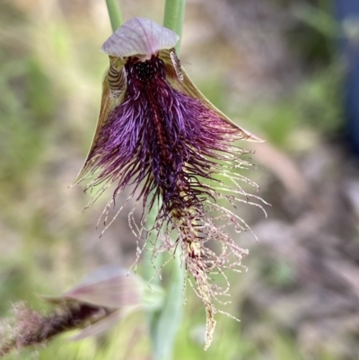 Calochilus platychilus (Purple Beard Orchid) at Stromlo, ACT - 25 Oct 2021 by AJB