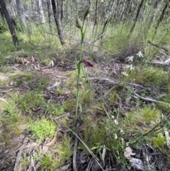 Calochilus platychilus at Stromlo, ACT - 25 Oct 2021